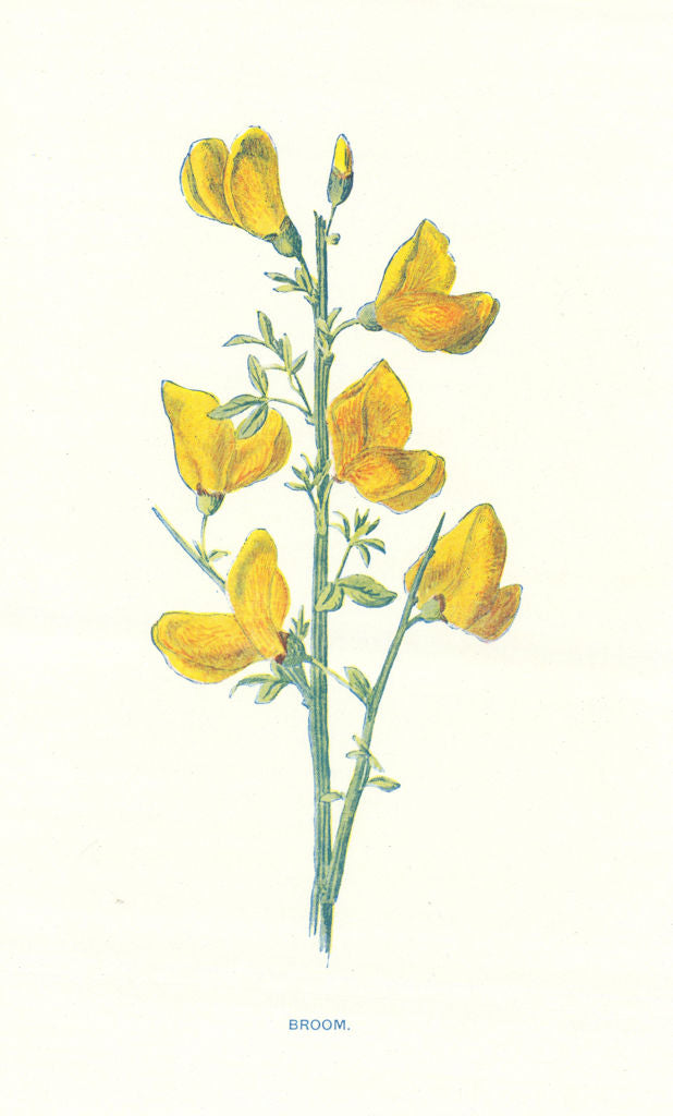 Broom. Wild Flowers by Frederick Edward Hulme c1895 old antique print picture